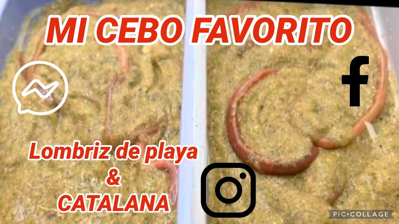 CONSERVAR NUESTRO CEBO CAPÍTULO 1