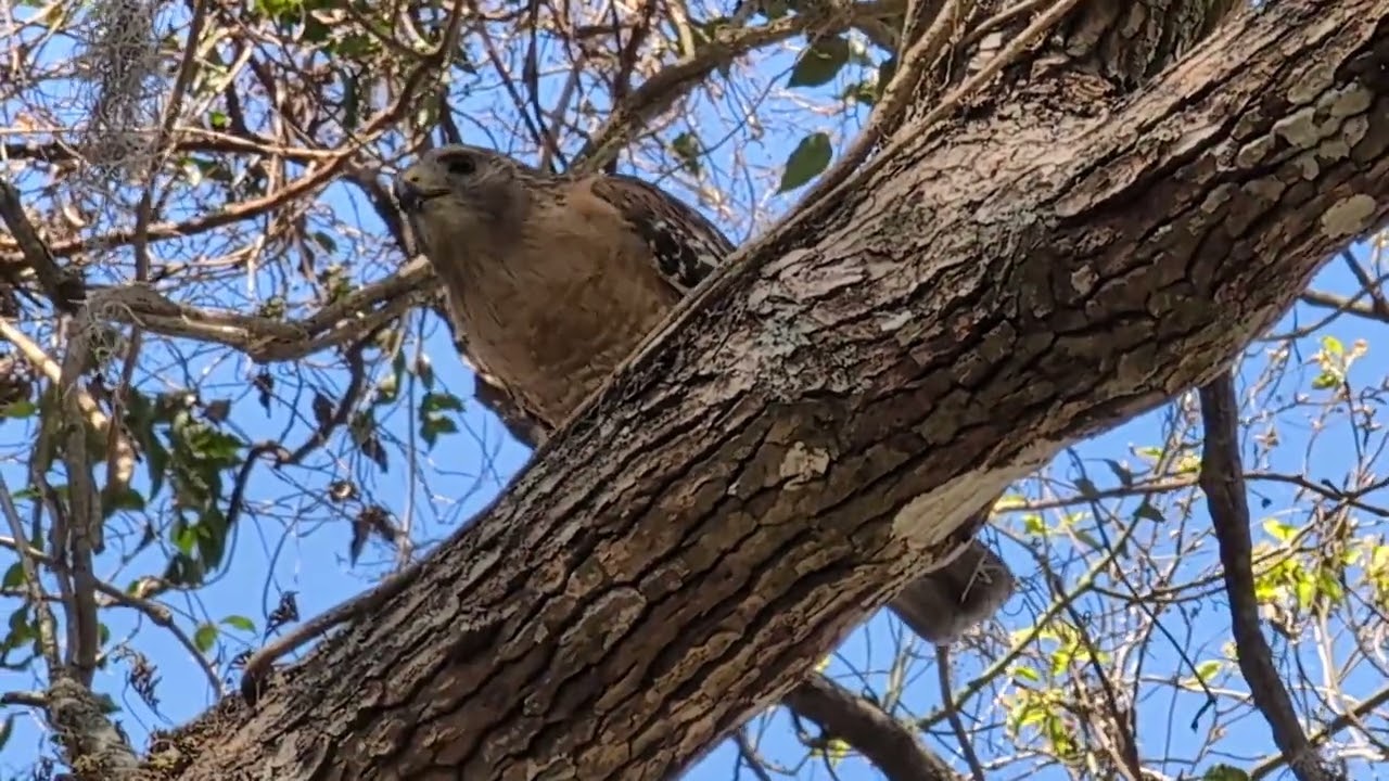 Red Shouldered Hawk Munches on Prey on High Branch on Cross Seminole Trail! Oviedo, Florida 