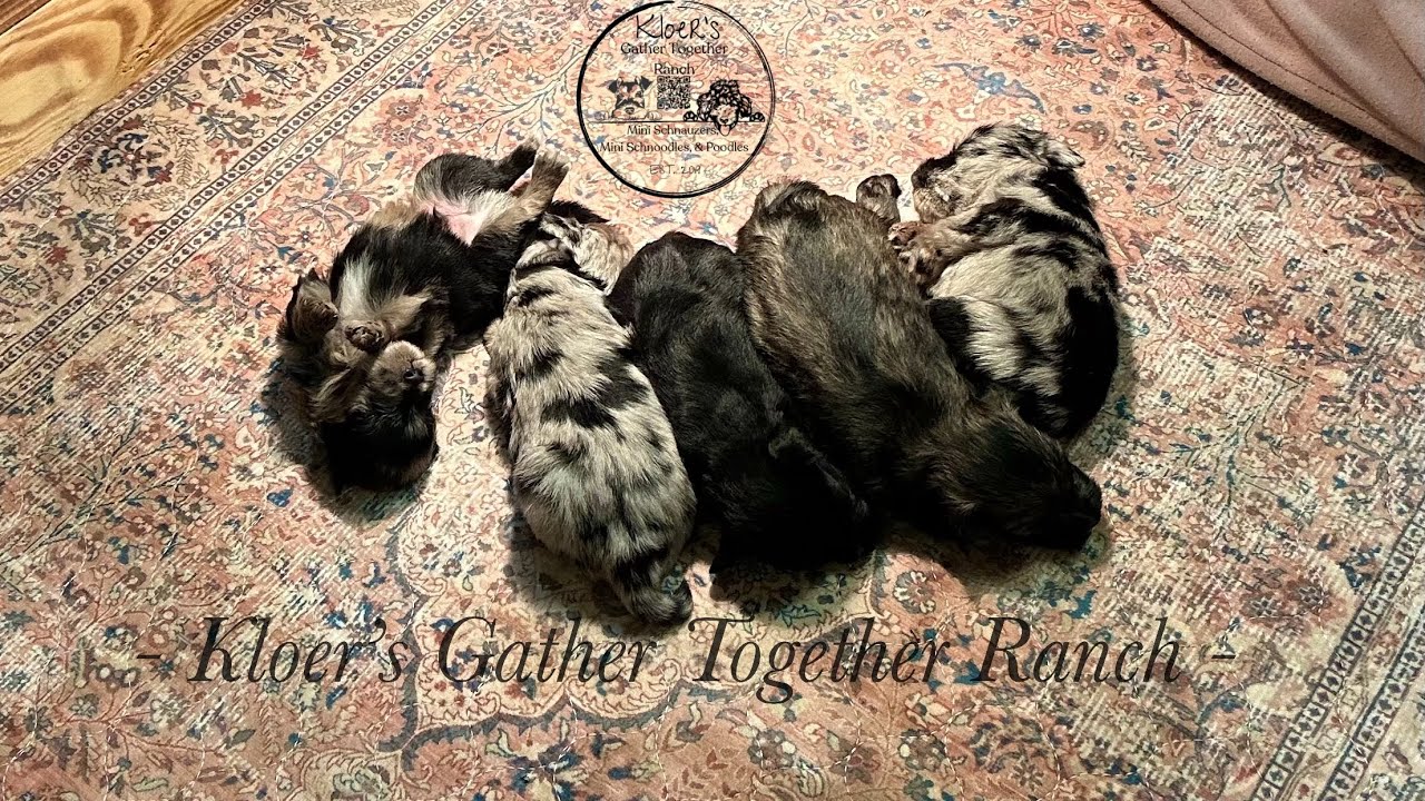 Millie’s Babies RAISED WITH purpose AND A whole lot of  LOVE!
