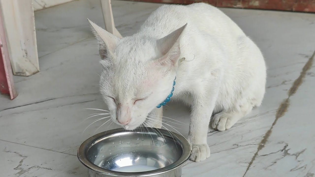 Cute meow milk pi rahi hai 🐱 | new cat video | cute cat video 