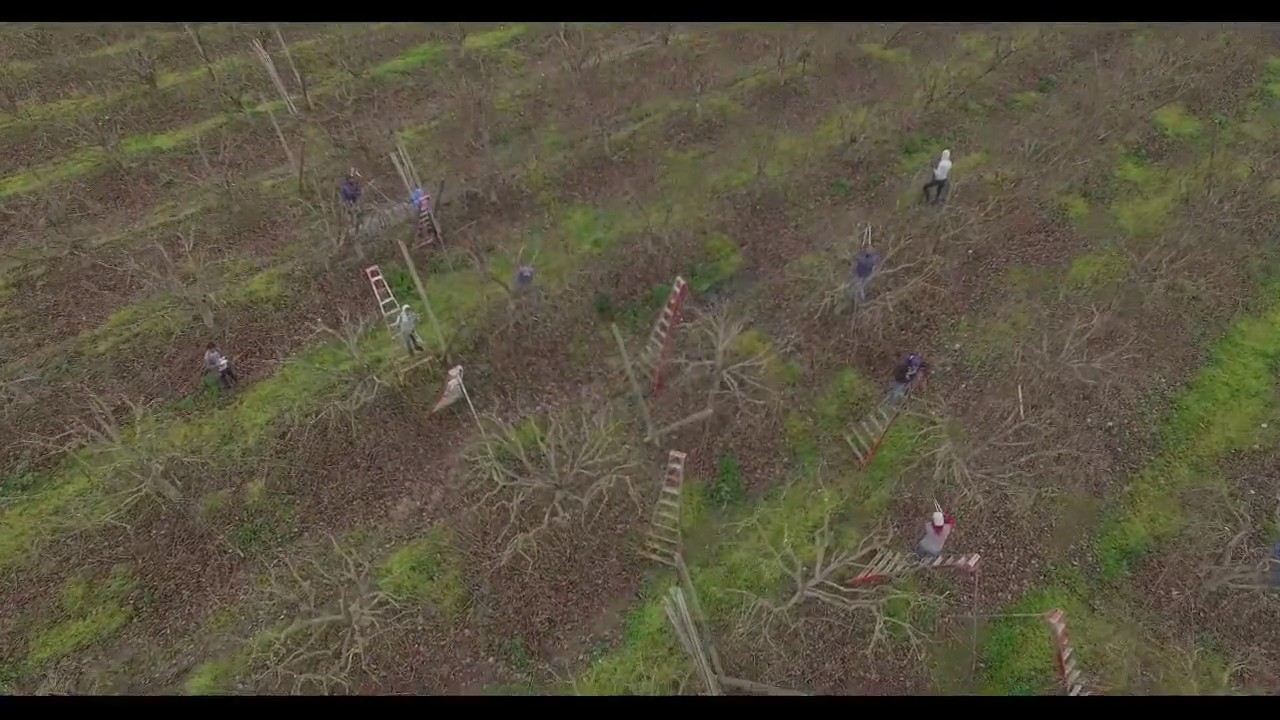esplicando la apoda de persimo🚁