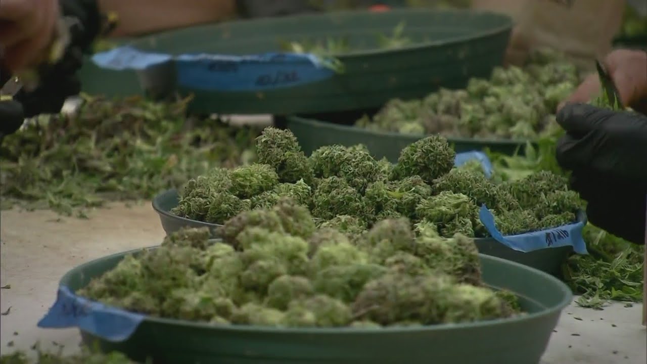 Man with Colorado marijuana medical card arrested in New Mexico for possession