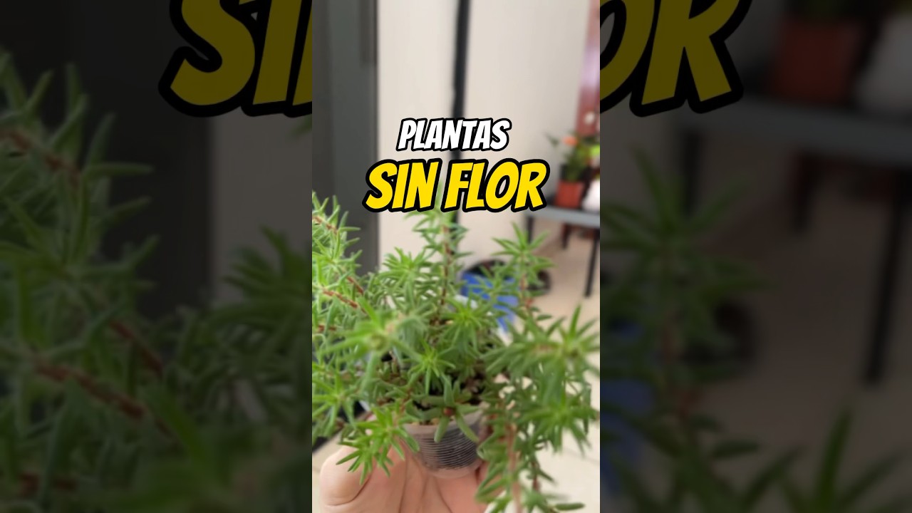 Haz FLORECER tus plantas R&aacute;pidamente #plantas #floraci&oacute;n