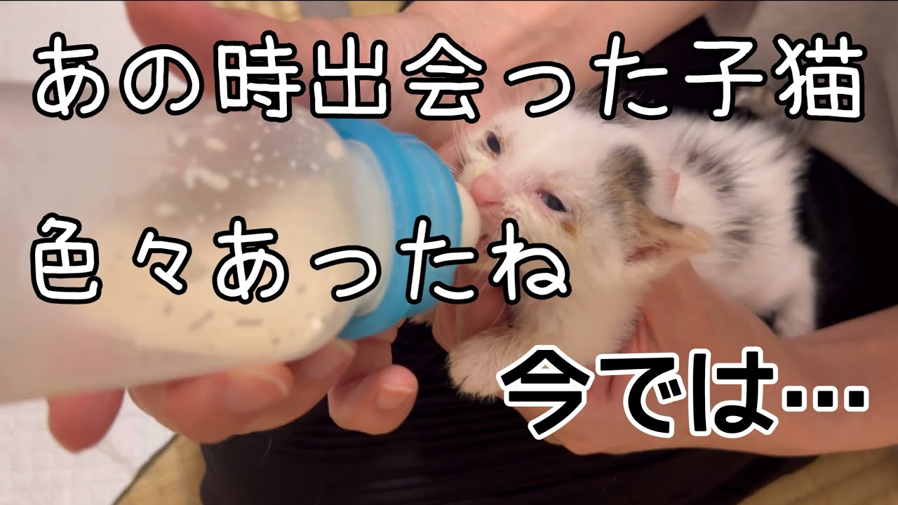 ミルクが我が家の家族になってから一年が経ちました。