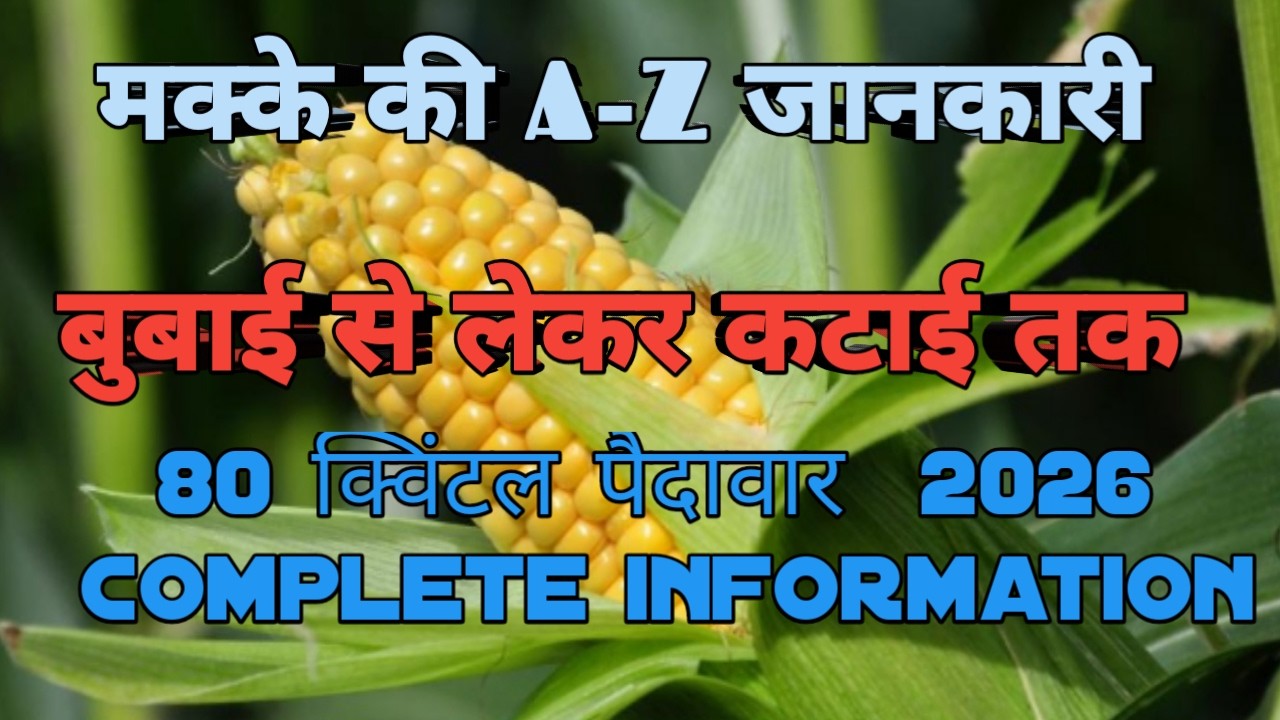 मक्के की खेती A-Z जानकारी 🌿 | 80 क्विंटल पैदावार कैसे पाये | 2026 Maize Cultivation |