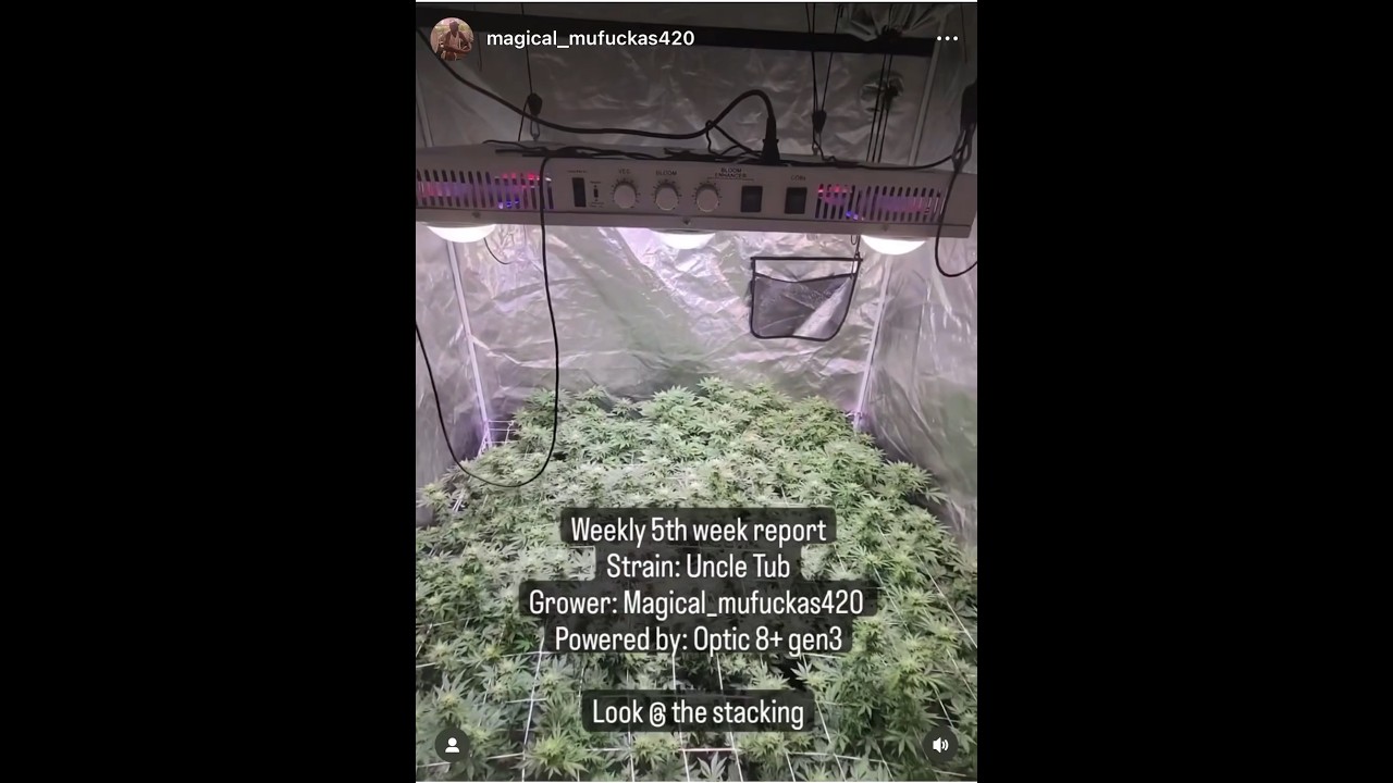 🔥 Optic 8+ stacking up the Uncle Tub🔥 #opticledgrowlights