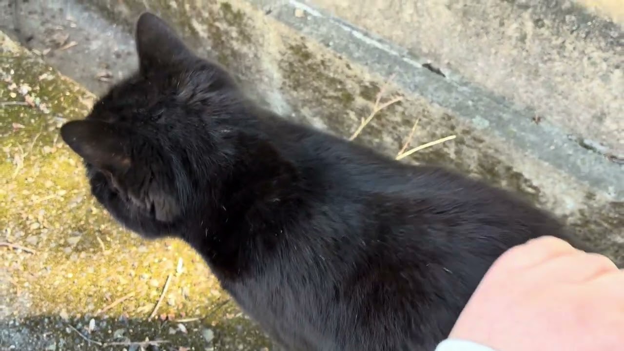 くーのかくれんぼ