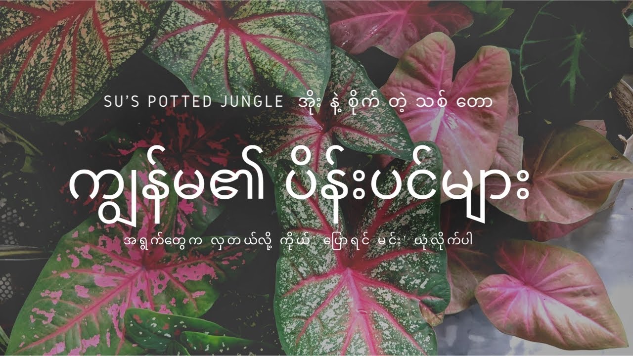 🍃🍂ပိန်းပင်များအကြောင်း🍂🍃