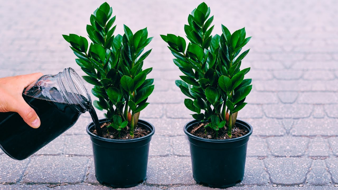 Só 1 copo e suas plantas crescerão como loucas (Adubo Caseiro GRATUITO)