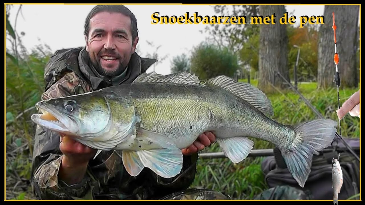 SNOEKBAARS VISSEN MET DE PEN - HOE te SNOEKBAARZEN met DOODAAS ONDER DE DOBBER #99