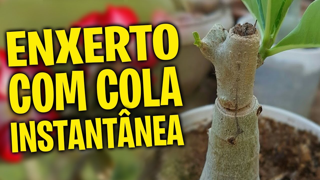 ✅PASSO A PASSO de como fazer enxerto com cola instantânea em rosa do deserto