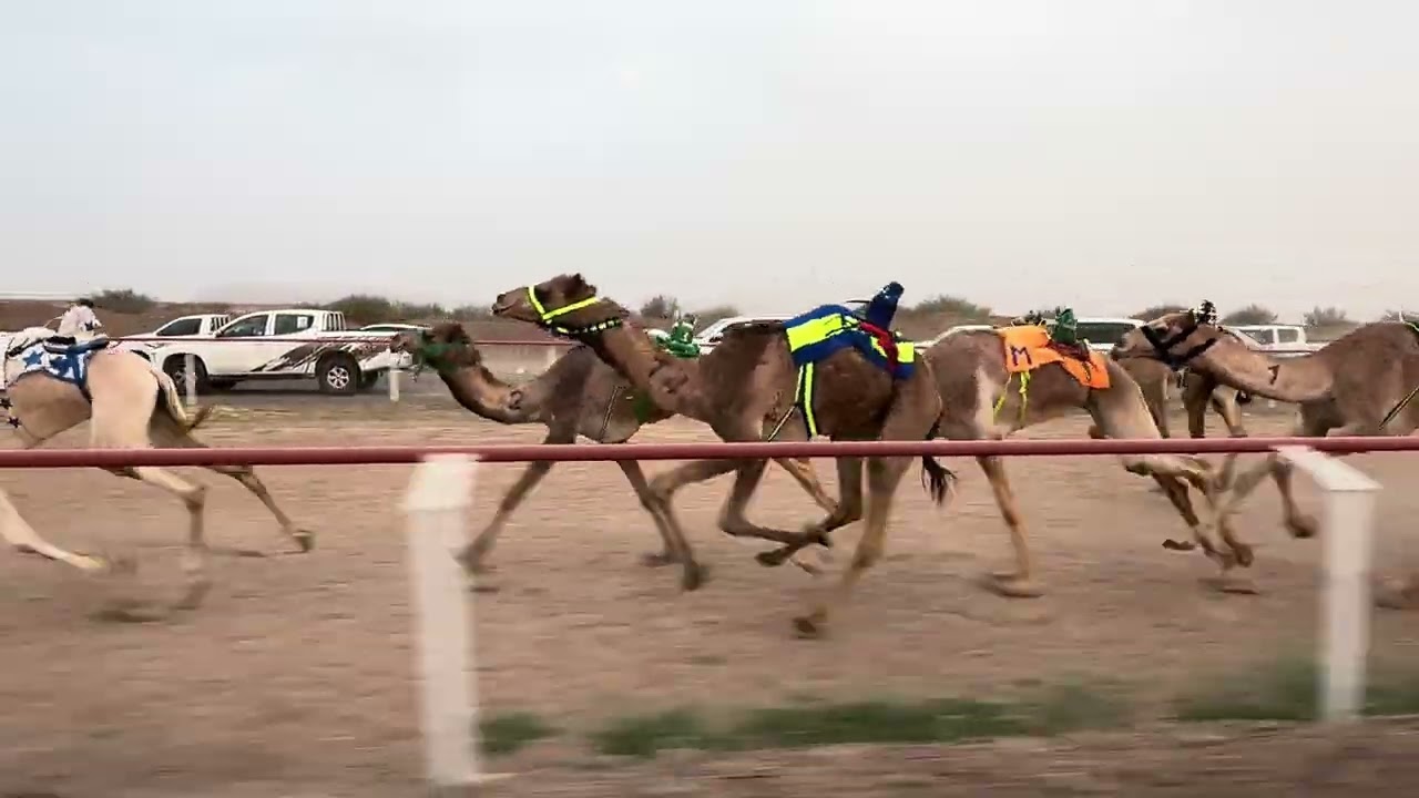 سباق الميادين 5 شوط 3 بكار لقايا 4ك وصايف   لـ محمد خليف الحربي