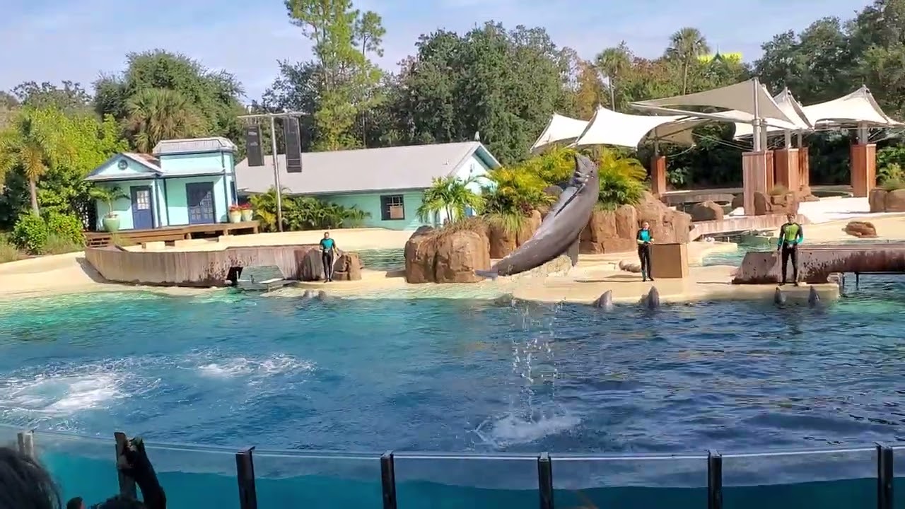 The Dolphin show (part2) at Seaworld Florida #amazing #beautifulview #dolphin #trending #seaworld