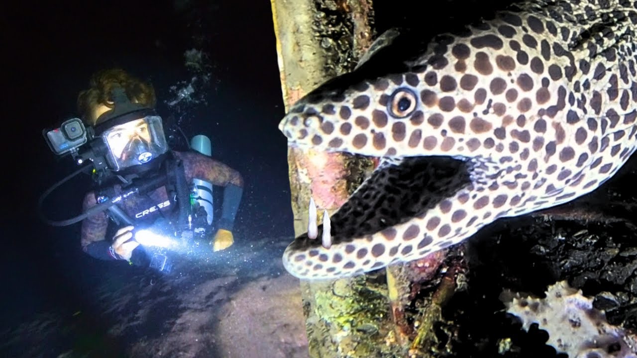 What Creatures Patrol The Ocean Floor At Midnight?