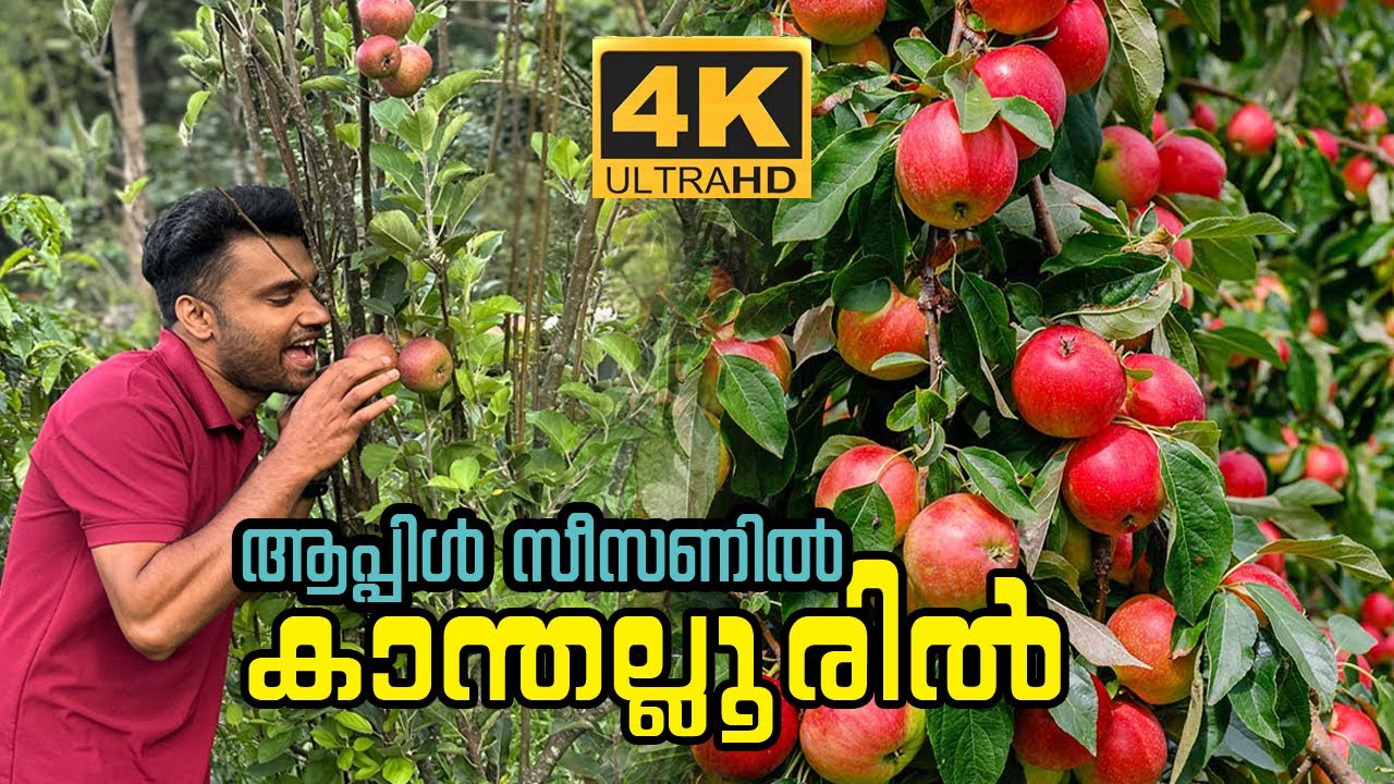 കാന്തല്ലൂരിൽ ഇപ്പൊ പോണം 👍  #kanthalloor