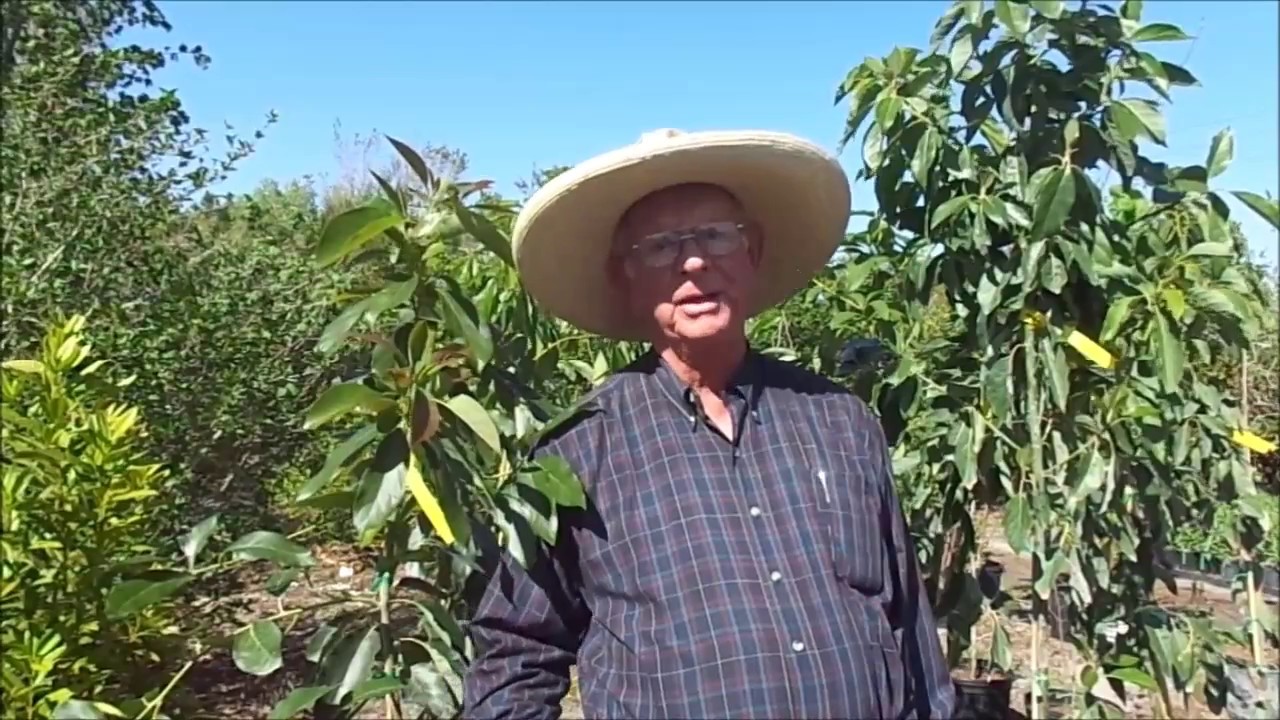 Avocado Trees by Richard Skinner, Hawkins Corner Nursery