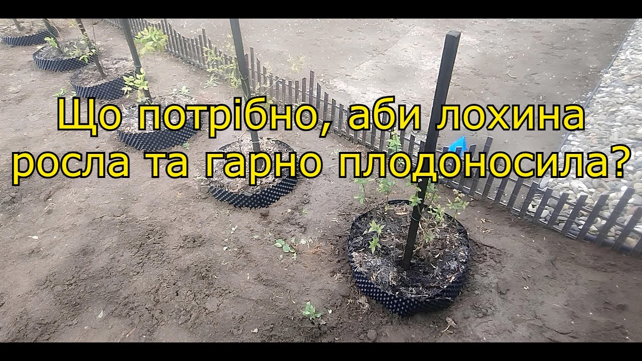 Якісна посадка лохини