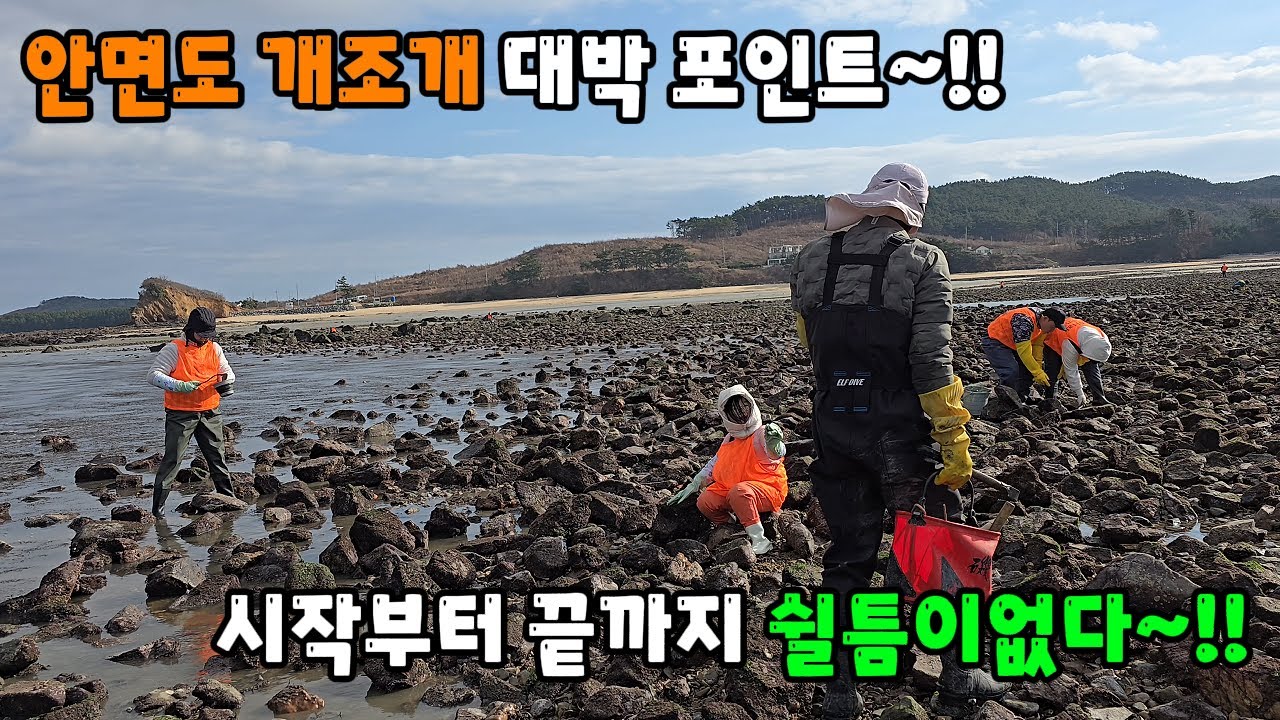 안면도 개조개 대박 포인트 ~!! 시작부터 끝까지 쉴틈이없다~!!