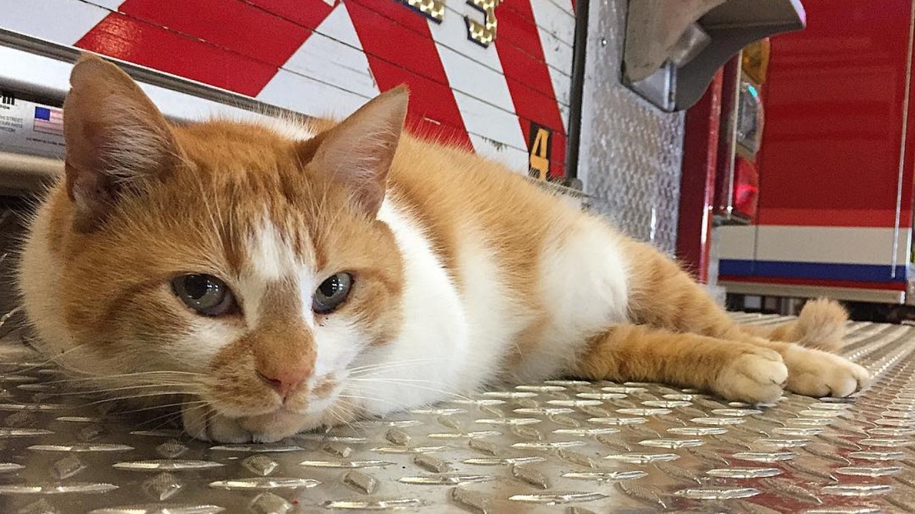 He Walked Into a Firehouse… and Became the Boss