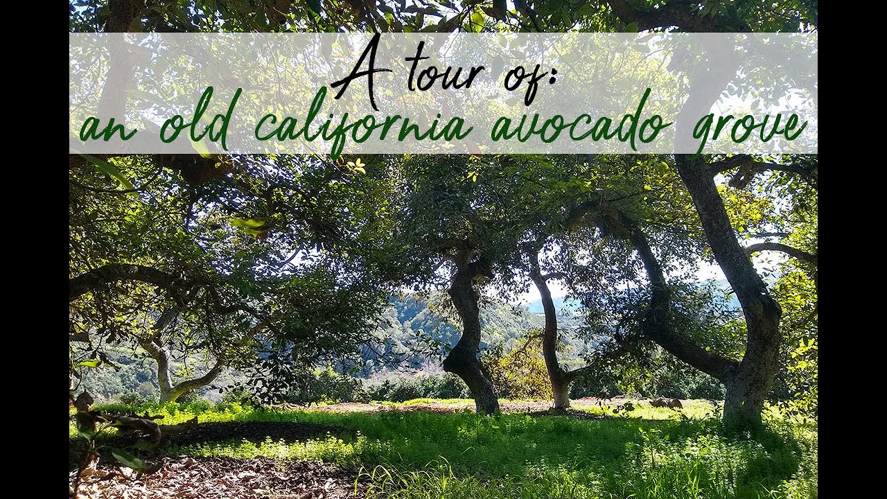 Old California avocado grove tour