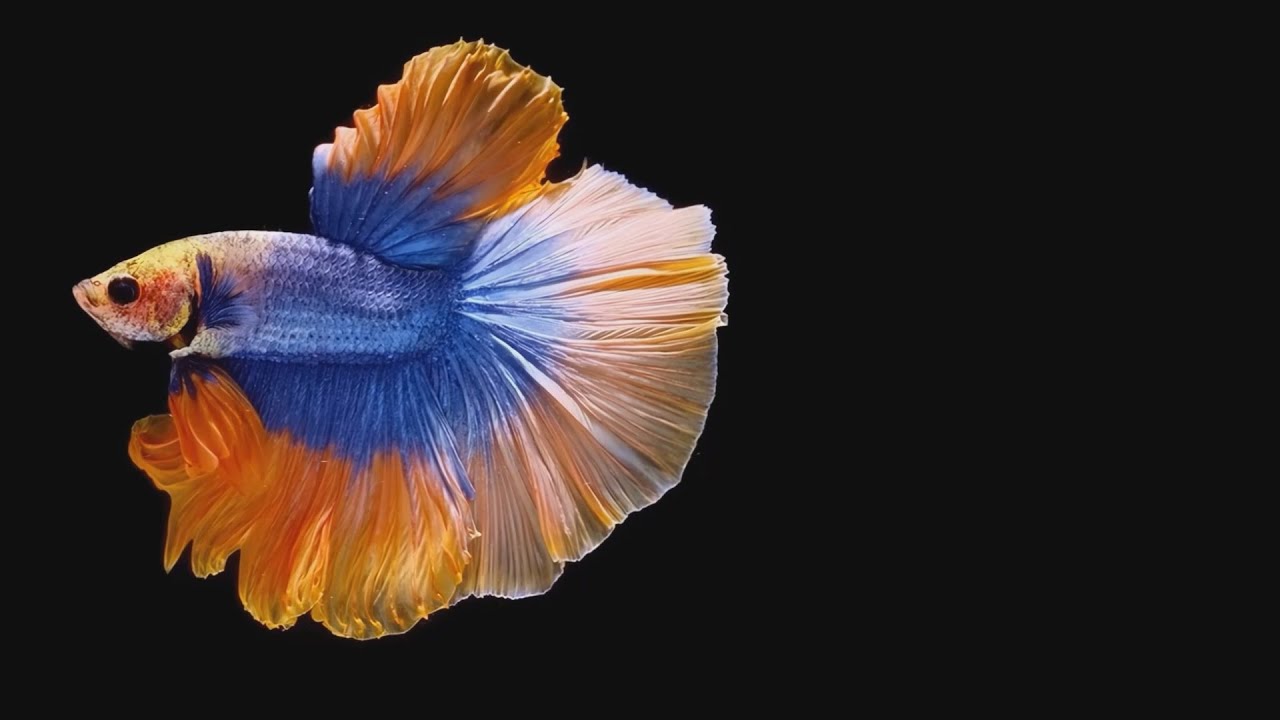 2-Minute Free Background Music |  No Copyright | Beautiful Betta Fish Video Compilation HD