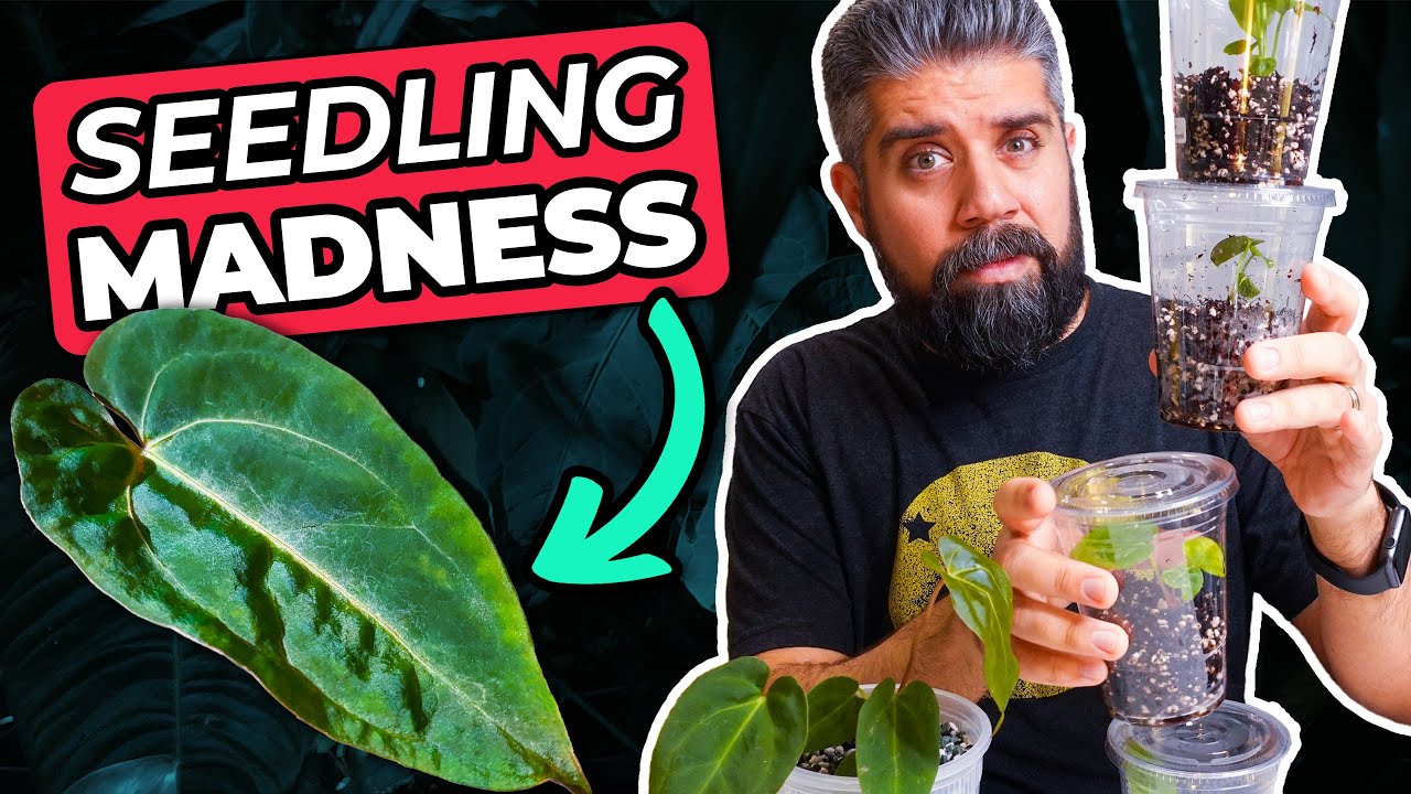 RARE Anthurium Seedlings, PART 2! ~  Repotting Fresh Imports Into TREE FERN & PON!