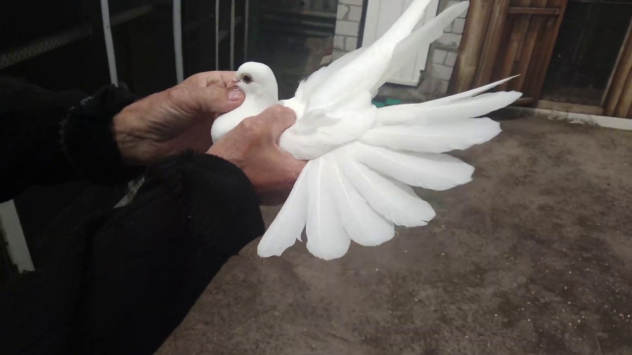Николаевские голуби моего дедушки . Конец мая 2020.