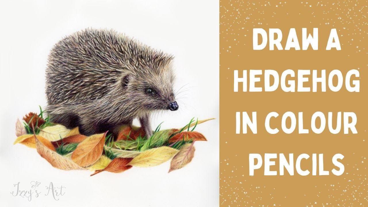 How To Draw A Hedgehog In Colour Pencils - Timelapse With Voiceover