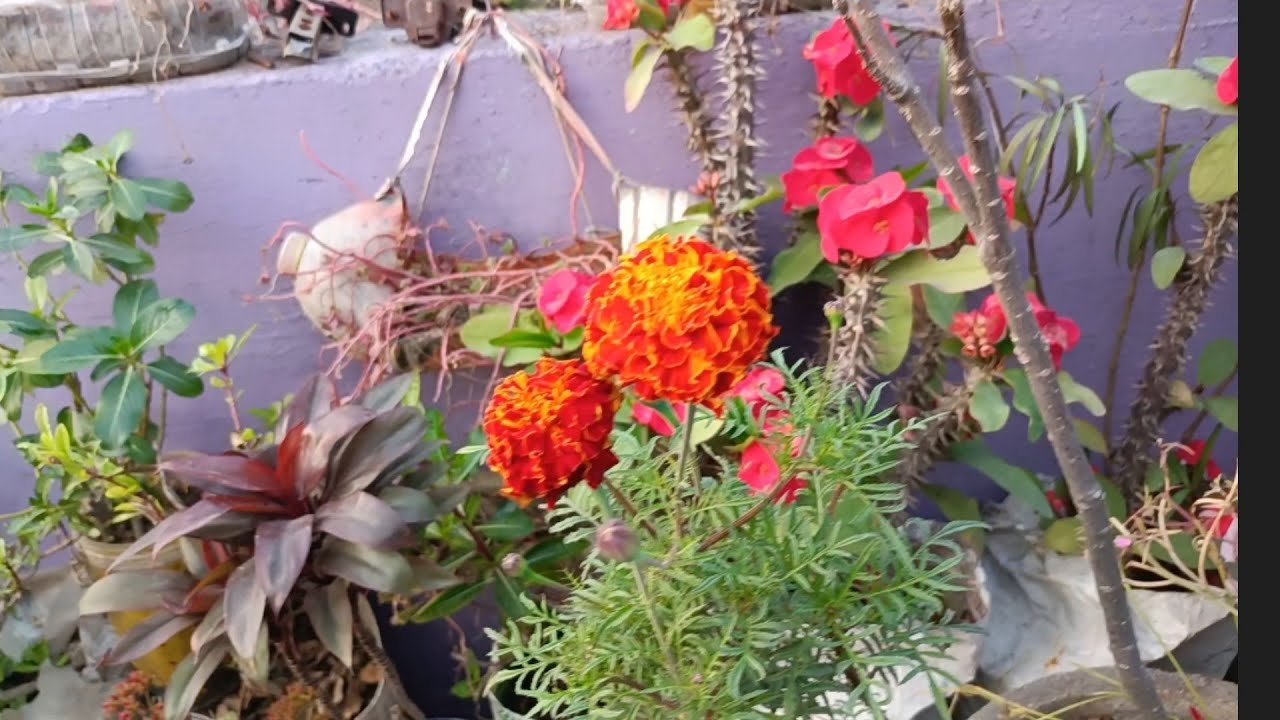 January me 20+ permanent plants outdoor indoor sabhi cutting se aasani se lagegi#viral#video#