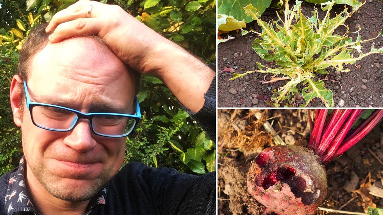 3 Common Vegetable Garden Planning Mistakes (and how to avoid them!)