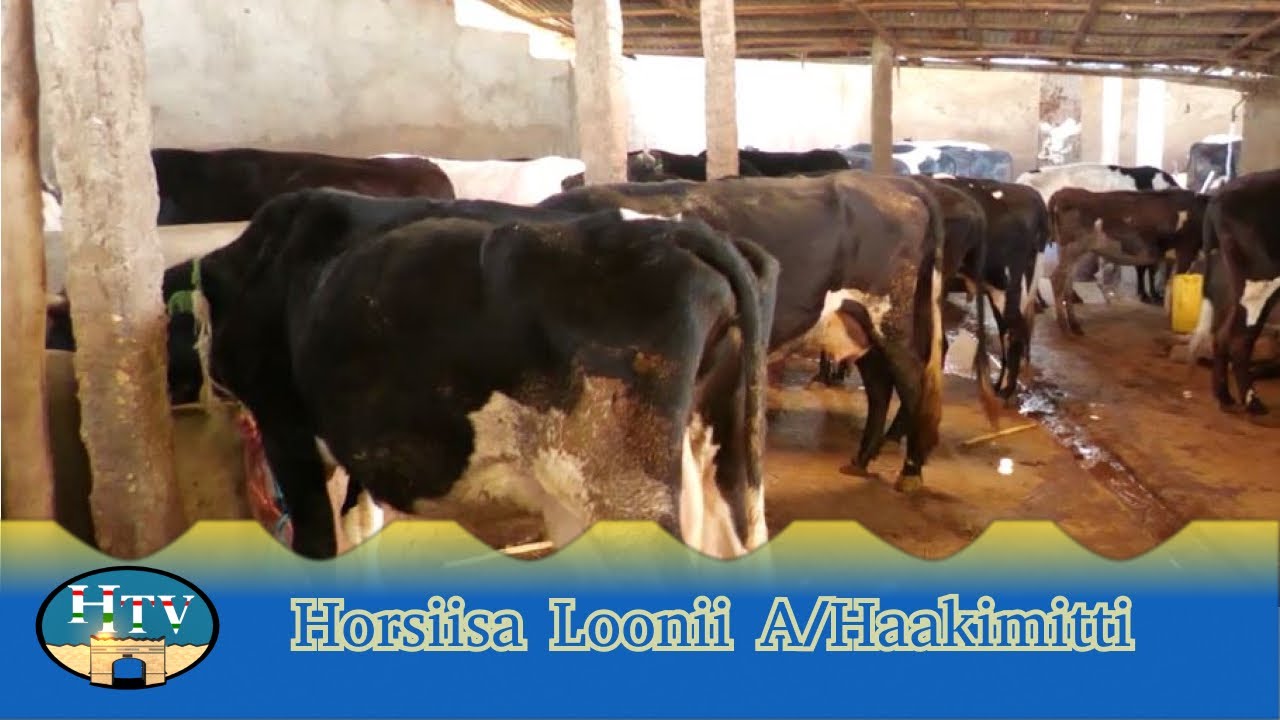 Horsiisa Loonii A/Haakimitti