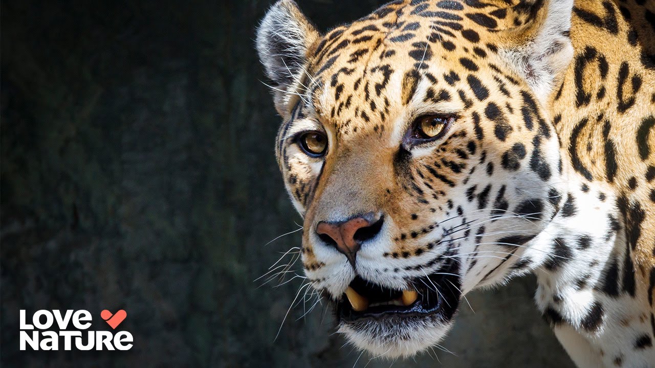 Jaguar Cub Tests Limits In Caiman Reserve | New Kids In The Wild 201+202