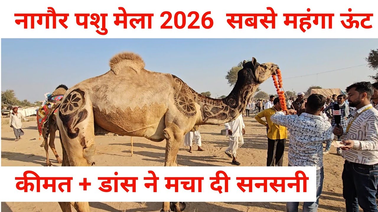नागौर पशु मेला 2026  सबसे महंगा ऊंट | कीमत + डांस ने मचा दी सनसनी nagour pashu mela 2026