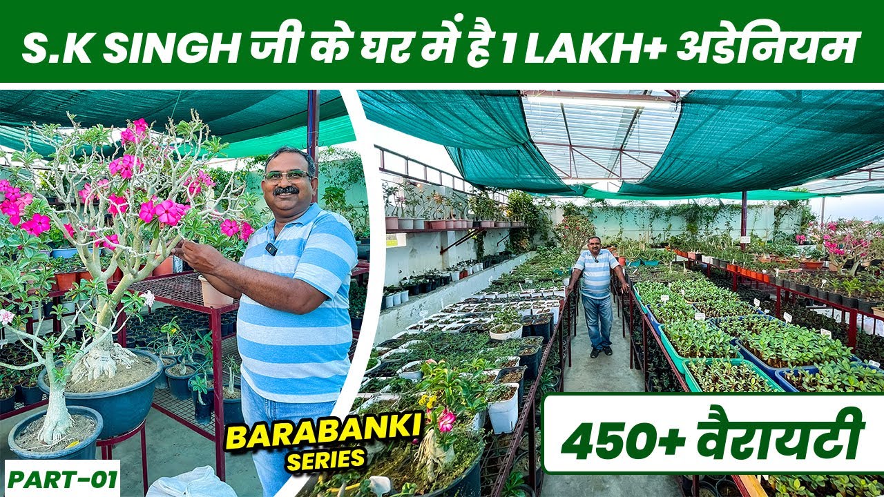 इनकी छत पर है 450 से ज्यादा अडेनियम की वैरायटी 😲 😲 देख के मजा आ जायेगा 😍 😍