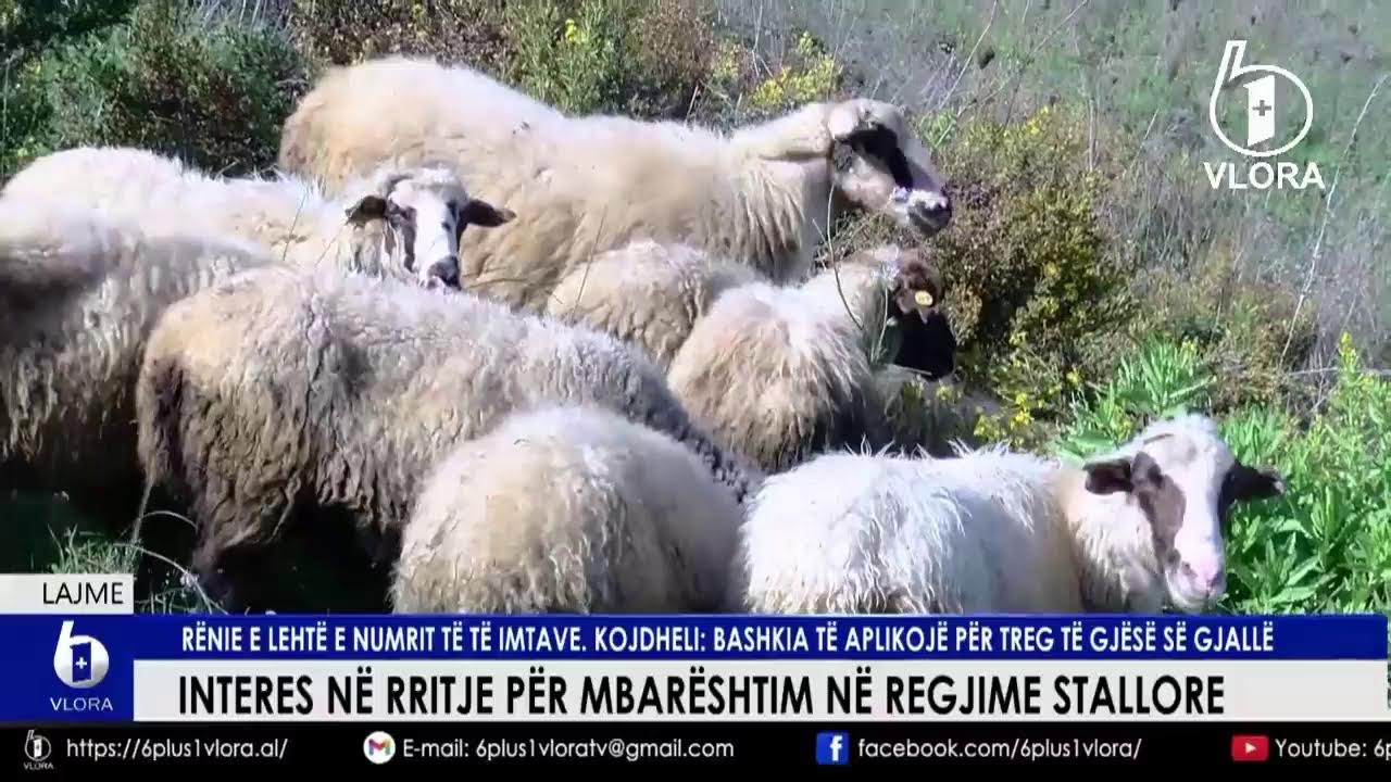 🔴LAJME/ TV 6+1 VLORA, 17 Shkurt 2026, ORA 17:00