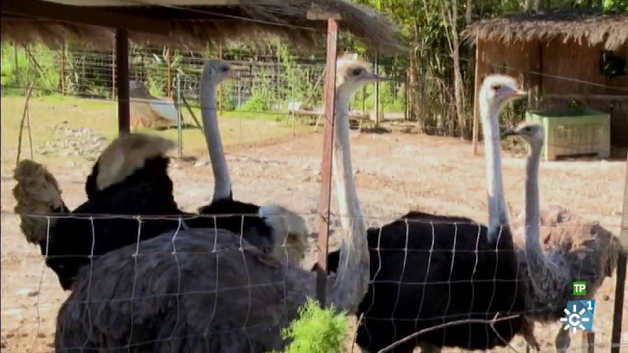 Campechanos | M&aacute;ster en Ecolog&iacute;a, cultivador de cereza, pastor, plantas arom&aacute;ticas