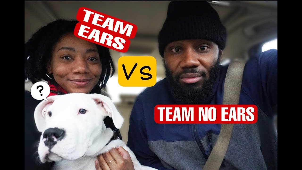 Dogo Argentino | Ear Cropping 4 months