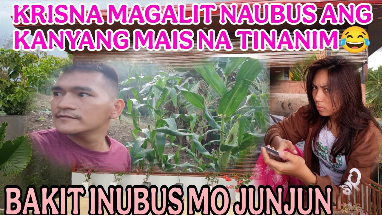 KRISNA NAUBOS ANG KANYANG MAIS NA TANIM#pbteamdavao #pugongbyahero #hilights 