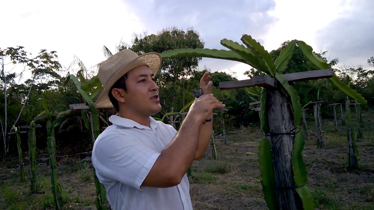 PITAYA - TÉCNICA DE MANEJO - PODA INICIAL - DRAGON FRUIT - MANAGEMENT TECHNIQUE - INITIAL PRUNING