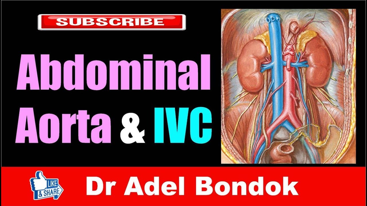 Abdominal Aorta and Inferior Vena Cava, Dr Adel Bondok