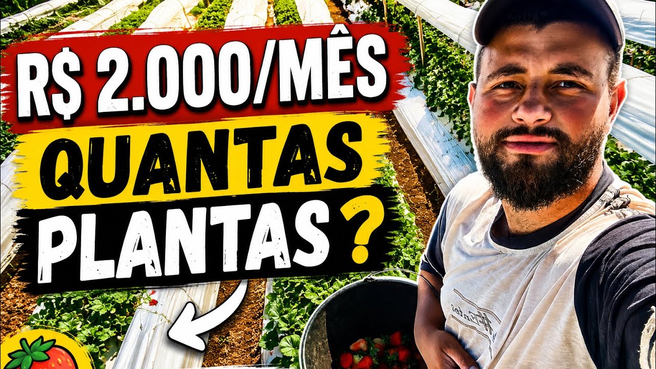 Quantas Plantas de Morango preciso para Lucrar R$ 2.000? | cálculo Real e Produtividade no Campo