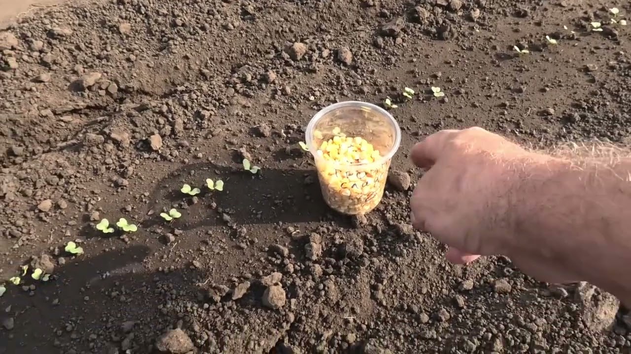 Посев кукурузы в открытый грунт