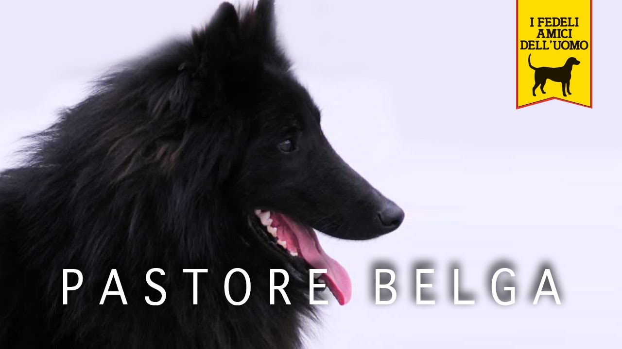PASTORE BELGA trailer documentario