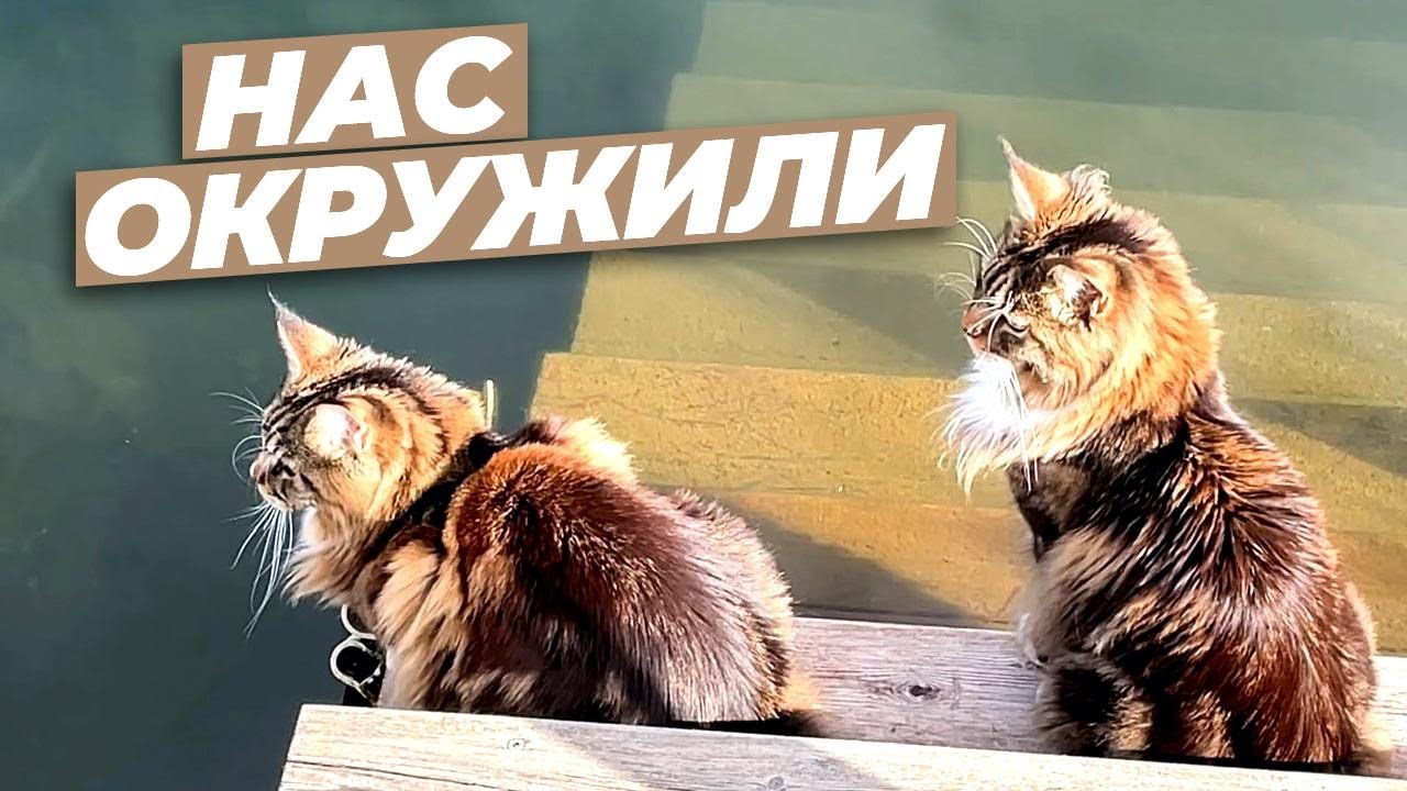 Кот Арчи и кошка Анфиса попали в окружение, битва за территорию