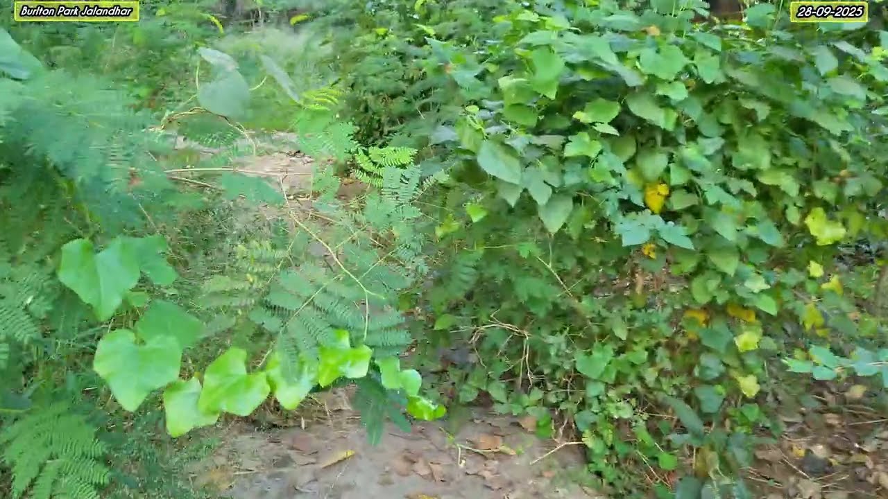 Burlton Park Jalandhar morningwalk || ਸਵੇਰ ਦੀ ਸੈਰ ||