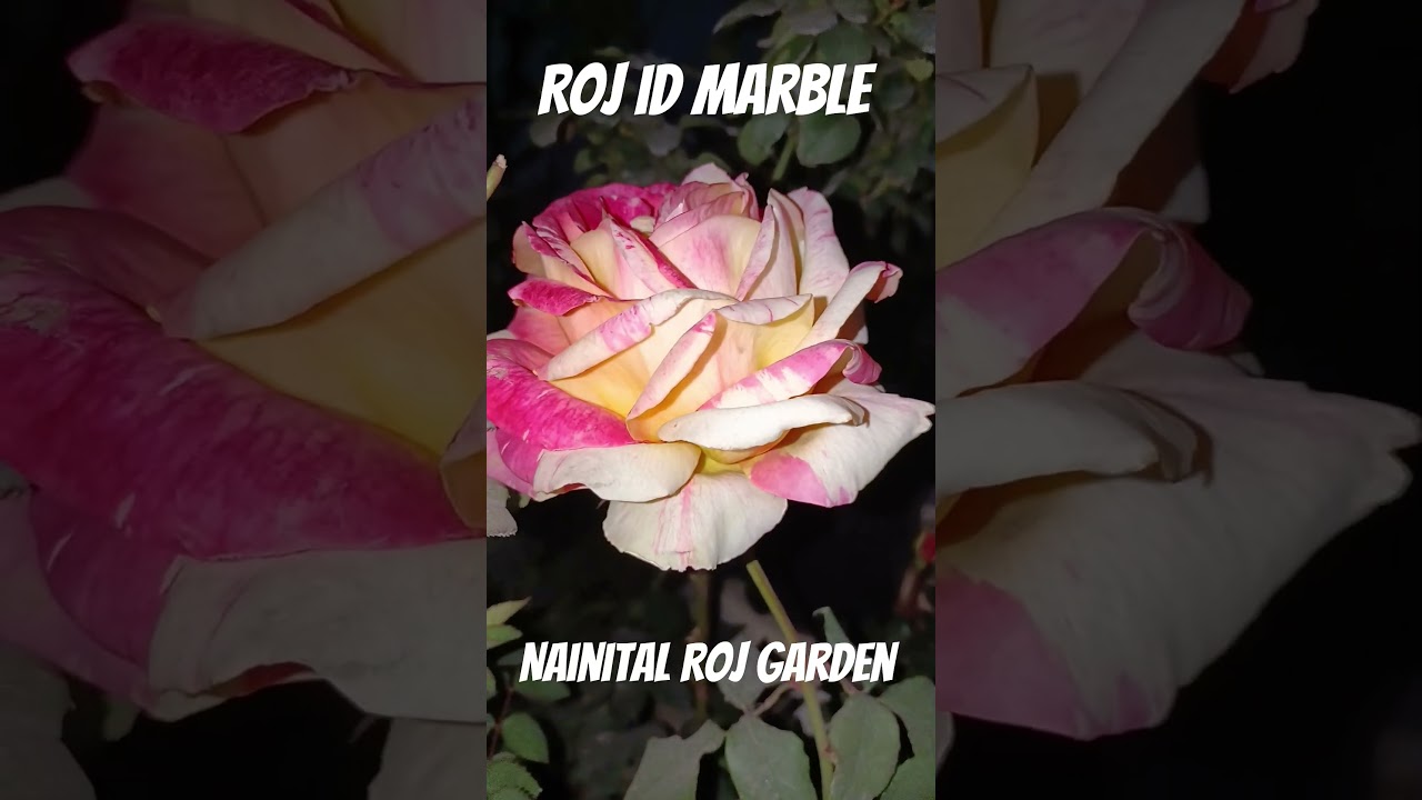 Roj ID marble