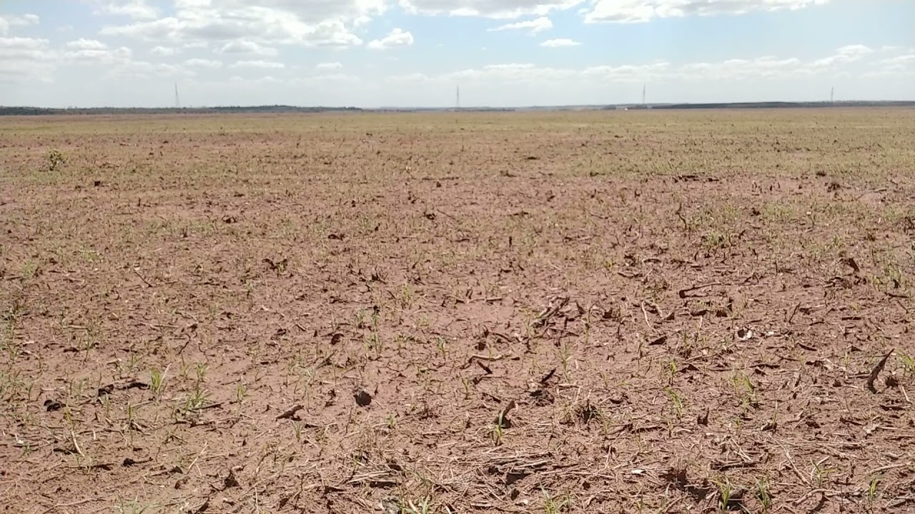 (parte 2) Transformando Solo arenoso de pastagem degradada em área produtiva