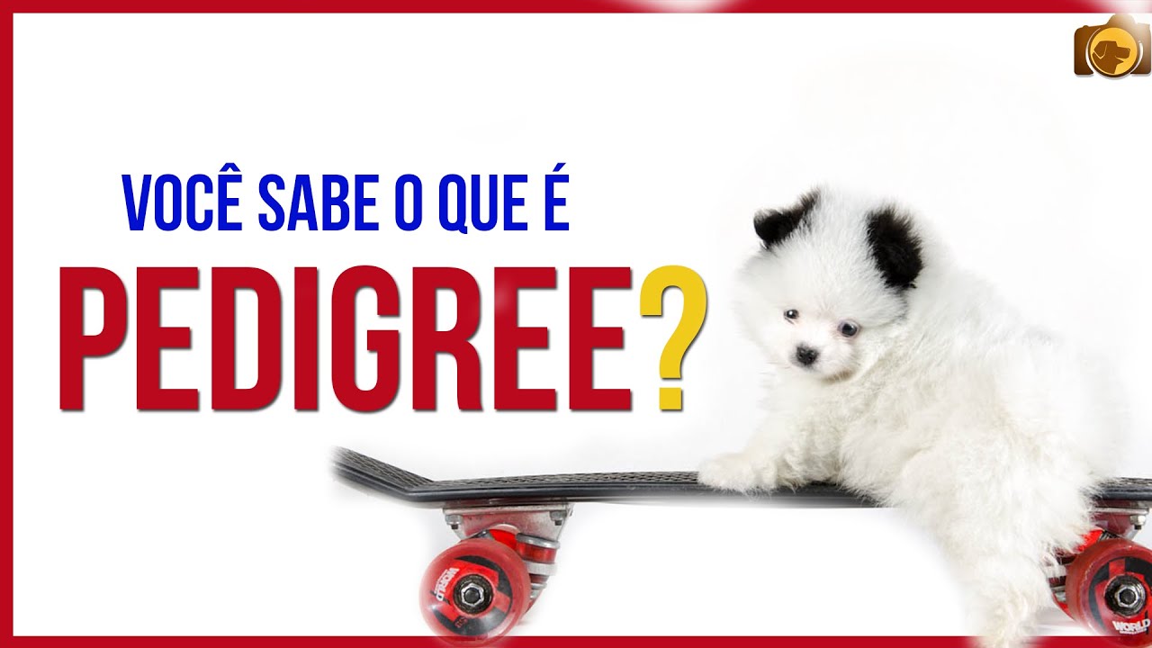 Você sabe o que é Pedigree? Entende para que serve?