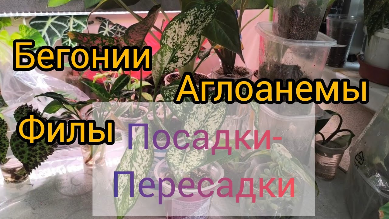Посадка бегоний, аглоанемы, пелионии, филодендроны☘️☘️☘️#комнатныерастения #plants #сорт #цветы #сад