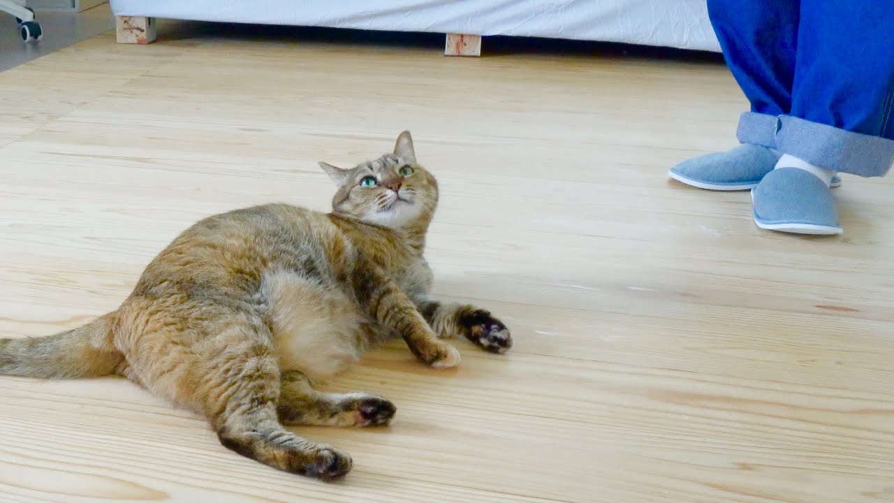 プロカメラマンにポージングする猫さん